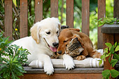 DOK 01 JE0017 01
Golden Retriever Puppy, English Cocker Spaniel Puppy And Tabby Kitten Laying On Bench