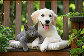 DOK 01 JE0018 01
Golden Retriever Puppy And Chartreux Kitten Laying On Bench