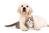 DOK 01 JE0020 01
Golden Retriever Puppy And Alley Kitten Laying On White Seamless