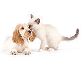 DOK 01 JE0025 01
Birman Kitten Nuzzling English Cocker Spaniel Puppy On White Seamless