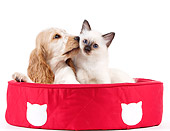 DOK 01 JE0026 01
Birman Kitten And English Cocker Spaniel Puppy In Pet Bed On White Seamless