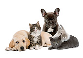 DOK 01 JE0027 01
Yellow Labrador Retriever And French Bulldog Puppies, Kittens And Rabbit On White Seamless