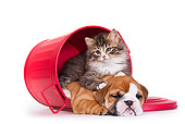 DOK 01 KH0005 01
Tabby Kitten And English Bulldog Puppy In Red Trash Can On White Seamless