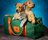 DOK 01 MQ0001 01
Two Mixed-Breed Puppies And Gray Kitten Sitting In Green Duffel Bag