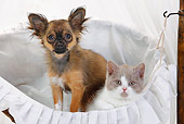 DOK 01 PE0001 01
Chihuahua Puppy And British Longhair Kitten Sitting In Basket On White Seamless