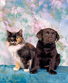 DOK 01 RK0006 07
Chocolate Labrador And Calico Kitten Sitting Together On Mottled Background