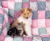 DOK 01 RK0016 01
Collie And Tabby Kitten Sitting Together On Quilted Couch