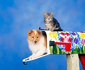 DOK 01 RK0022 03
Collie In Mail Box And Kitten Sitting On Top Facing Camera Blue Background