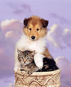 DOK 01 RK0026 01
Collie Puppy And Tabby Kitten Sitting Together Purple Clouds