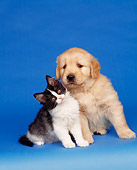 DOK 01 RK0034 18
Golden Retriever Puppy And Black And White Kitten Blue Seamless Studio