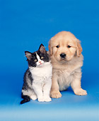 DOK 01 RK0039 03
Golden Retriever And Black And White Kitten