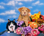 DOK 01 RK0054 01
Brown Puppy & Black & White Cat Sitting By Flowers Facing Camera Blue Clouds