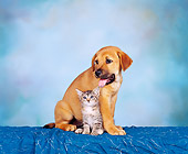 DOK 01 RK0087 02
Mixed Breed and Kitten