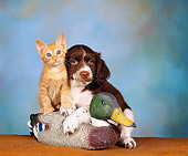 DOK 01 RK0101 02
Spaniel Mix Puppy and Orange Tabby Kitten On Decoy Brown Cloth Mottled Background