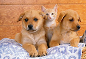 DOK 01 RK0136 12
Mixed Breed Puppies And Kitten Sitting In Blue Rug In Basket