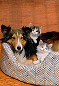 DOK 01 RK0144 08
Collie Puppy And Two Kittens Laying In Bed Studio