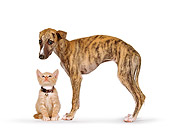 DOK 01 RK0188 03
Orange Kitten Sitting Underneath Whippet Puppy On White Seamless