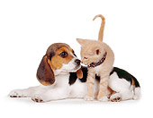 DOK 01 RK0204 01
Beagle Puppy And Orange Kitten On White Seamless
