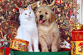 DOK 01 RK0232 06
Golden Retriever Puppy And White Maine Coon Cat Sitting Together By Christmas Decorations