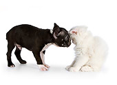 DOK 01 RK0535 01
Boston Terrier Puppy And White Persian Kitten Staring At Each Other On White Seamless