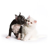DOK 01 RK0536 01
Boston Terrier Puppy Kissing White Persian Kitten On White Seamless