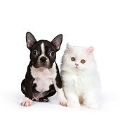 DOK 01 RK0537 01
Boston Terrier Puppy And White Persian Kitten Sitting On White Seamless