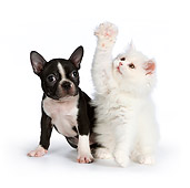 DOK 01 RK0538 01
Boston Terrier Puppy And White Persian Kitten Sitting On White Seamless