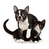 DOK 01 RK0540 01
Boston Terrier Puppy Laying On Black And White Kitten On White Seamless