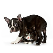 DOK 01 RK0541 01
Boston Terrier Puppy Standing Over Black And White Kitten On White Seamless