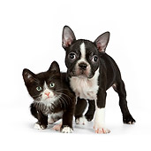DOK 01 RK0544 01
Boston Terrier Puppy And Black And White Kitten Standing On White Seamless