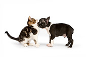 DOK 01 RK0545 01
Boston Terrier Puppy Sniffing Tabby And White Kitten On White Seamless