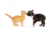 DOK 01 RK0548 01
Boston Terrier Puppy Sniffing Orange Tabby Kitten On White Seamless