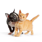 DOK 01 RK0549 01
Boston Terrier Puppy Sniffing Orange Tabby Kitten On White Seamless