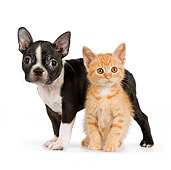 DOK 01 RK0550 01
Boston Terrier Puppy And Orange Tabby Kitten On White Seamless