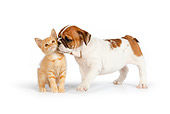 DOK 01 RK0553 01
English Bulldog Puppy Sniffing Orange Tabby Kitten On White Seamless
