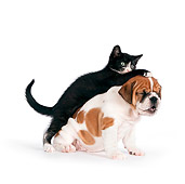 DOK 01 RK0559 01
Black And White Kitten Leaning On English Bulldog Puppy On White Seamless