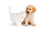 DOK 01 RK0565 01
Yellow Labrador Retriever Puppy And White Persian Kitten On White Seamless