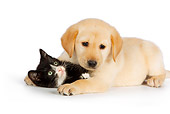 DOK 01 RK0568 01
Yellow Labrador Retriever Puppy And Black And White Kitten Laying On White Seamless