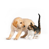 DOK 01 RK0569 01
Yellow Labrador Retriever Puppy And Calico Tabby Kitten On White Seamless