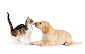 DOK 01 RK0570 01
Yellow Labrador Retriever Puppy And Calico Tabby Kitten On White Seamless