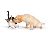 DOK 01 RK0574 01
Yellow Labrador Retriever Puppy Sniffing Tabby Kitten On White Seamless