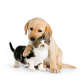 DOK 01 RK0575 01
Yellow Labrador Retriever Puppy Hugging Tabby Kitten On White Seamless