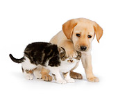 DOK 01 RK0577 01
Yellow Labrador Retriever Puppy With Paw On Tabby Kitten's Head On White Seamless