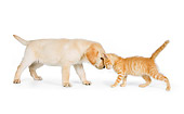 DOK 01 RK0582 01
Yellow Labrador Retriever Puppy And Orange Tabby Kitten Nuzzling On White Seamless