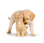 DOK 01 RK0583 01
Yellow Labrador Retriever Puppy Nuzzling Orange Tabby Kitten On White Seamless