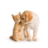 DOK 01 RK0584 01
Yellow Labrador Retriever Puppy Nuzzling Orange Tabby Kitten On White Seamless