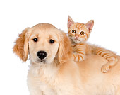 DOK 01 RK0590 01
Orange Tabby Kitten Laying On Golden Retriever Puppy On White Seamless