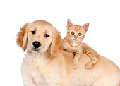 DOK 01 RK0591 01
Orange Tabby Kitten Laying On Golden Retriever Puppy On White Seamless