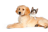 DOK 01 RK0592 01
Tabby Kitten Leaning On Golden Retriever Puppy On White Seamless