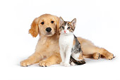 DOK 01 RK0595 01
Calico Tabby Kitten And Golden Retriever Puppy On White Seamless